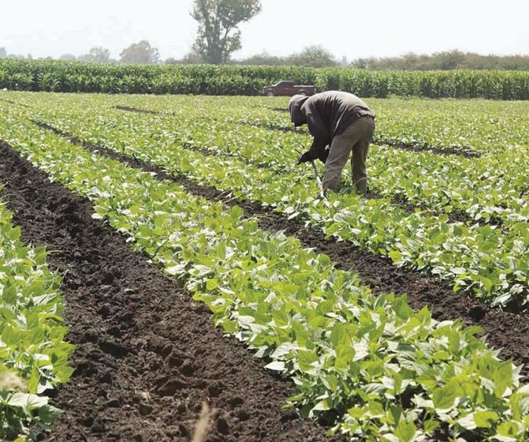 Pide Marco Rubio investigar importación de agroproductos