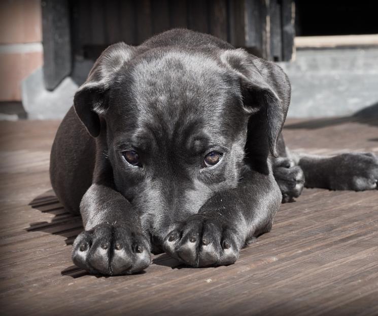 Protege a tu perro de la pirotecnia con método de Tellington