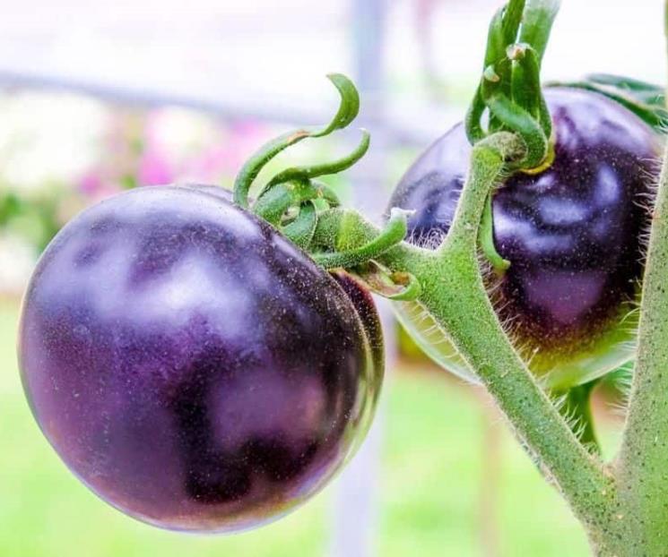 Da EU luz verde al primer tomate morado modificado