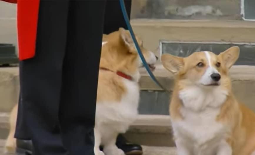 Los corgis de reina Isabel II están presentes en el funeral