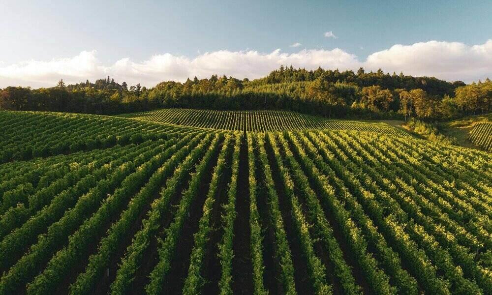 Machine learning para predecir escasez de alimentos