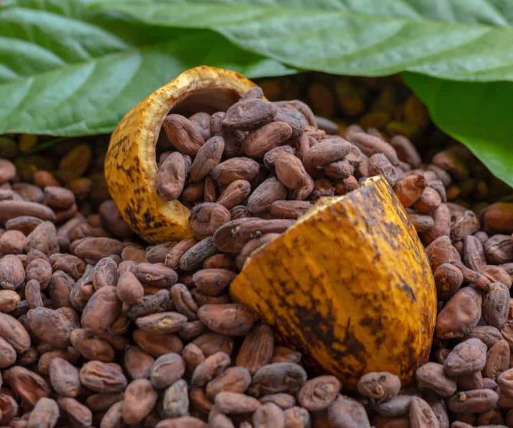 Tabasco, la cuna del cacao en México