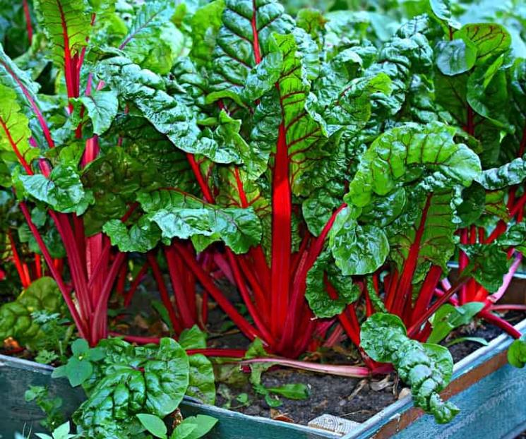 Alimentos con pocas calorías y muy nutritivos Alimentos con pocas calorías y muy nutritivos