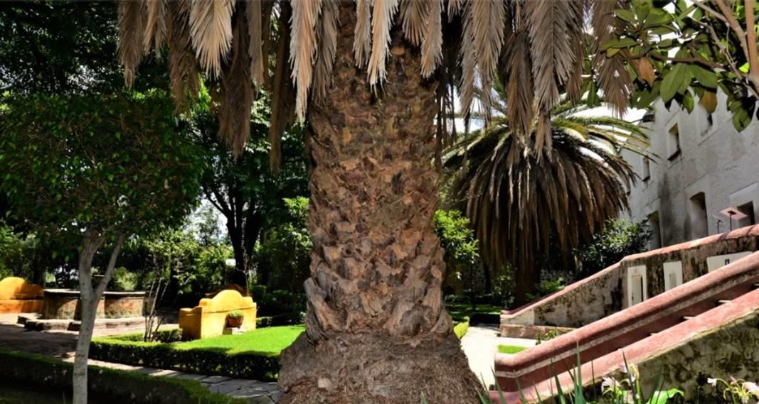 El Museo de El Carmen dice adiós a sus palmeras canarias