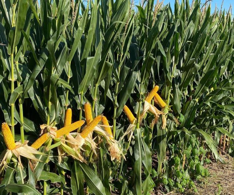 Afecta contaminación rendimiento del campo