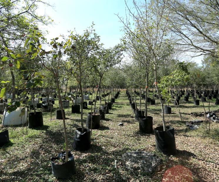Impulsará Congreso Plan Integral de Reforestación