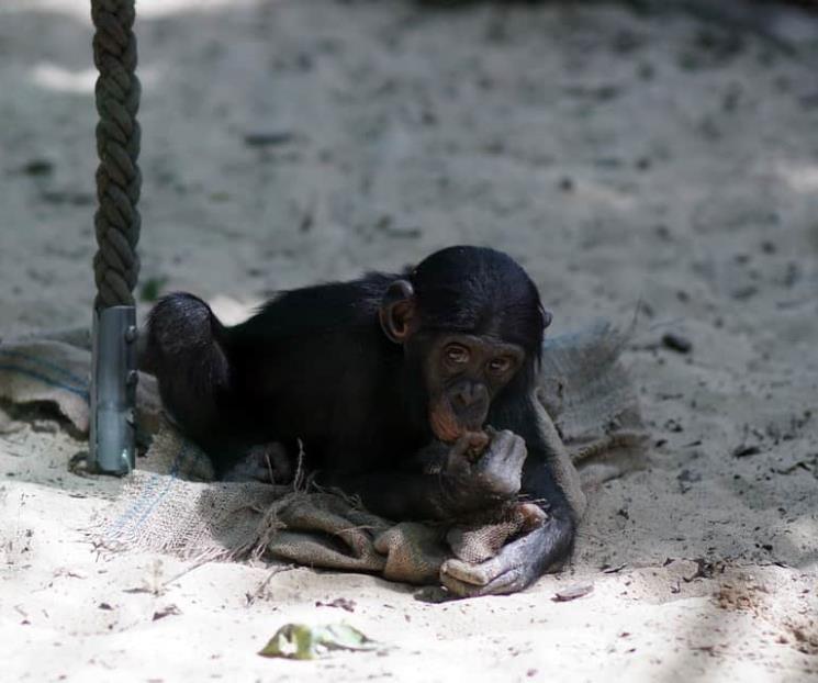 Secuestran bebés chimpancés en República del Congo