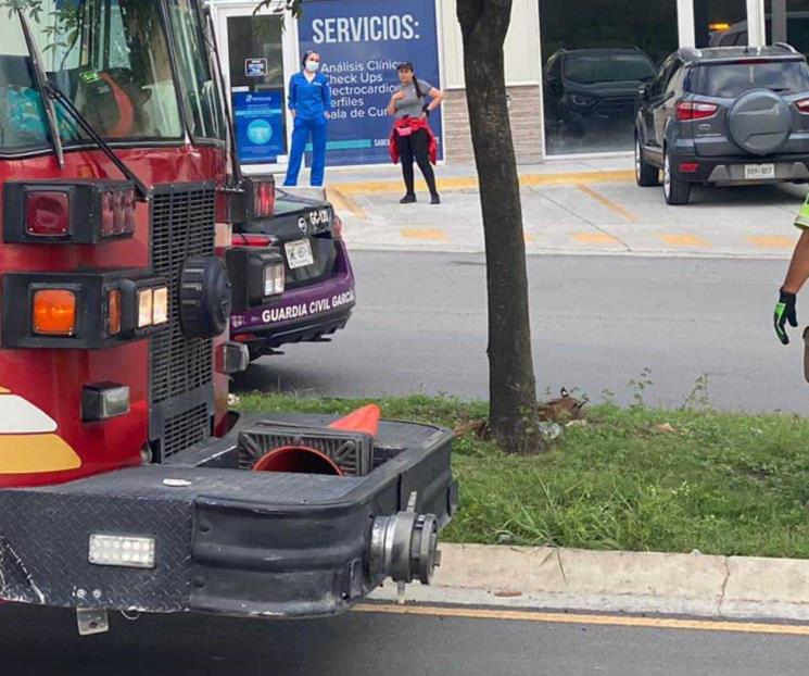 Encuentran lince sin vida en García