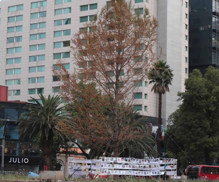 Cómo está el Ahuehuete de Reforma