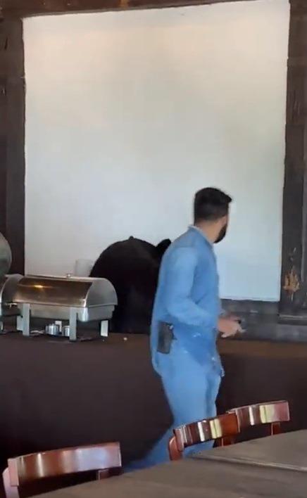 Ingresa oso a restaurante de hotel