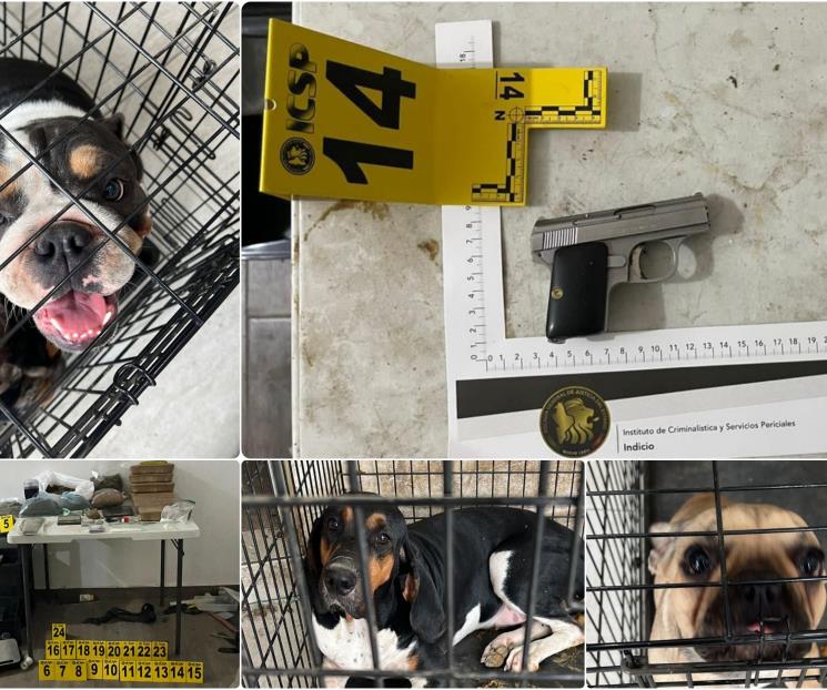 Realizan cateo, aseguran arma, droga y perros