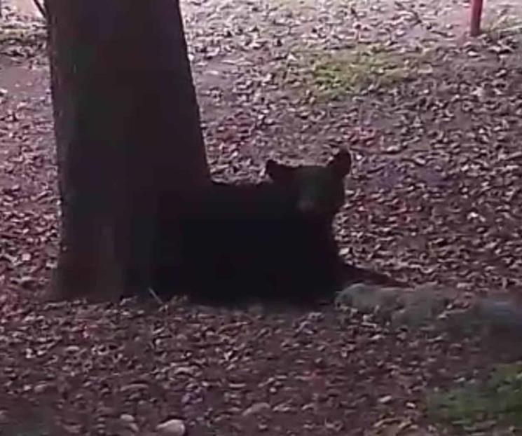 Captan a oso sobre el Parque Río La Silla