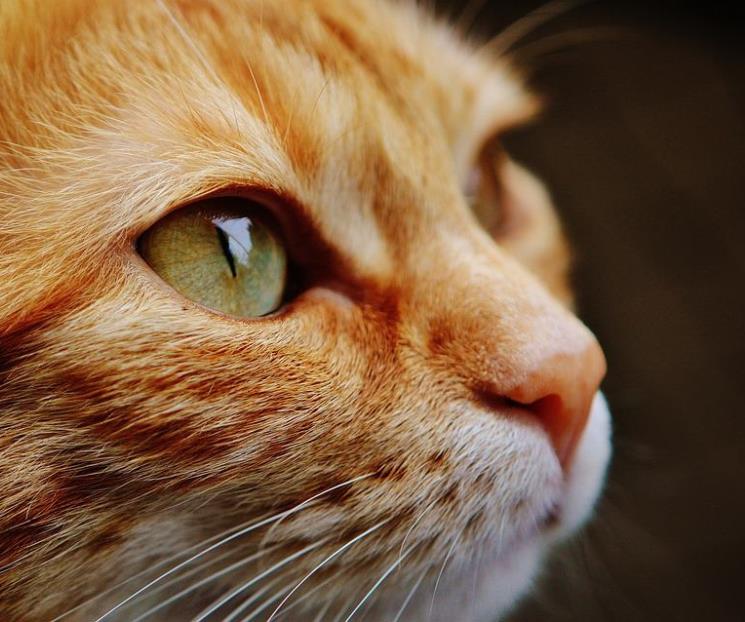 Se busca gato naranja para fiesta de Garfield