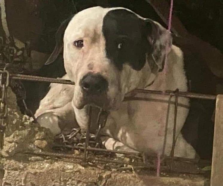 Pitbull que atacó a hombre en Chiapas no será sacrificado Pitbull que atacó a hombre en Chiapas no será sacrificado