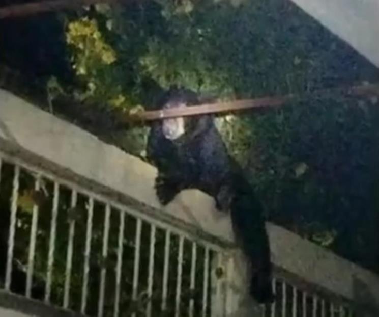 Captan a oso brincando sobre viviendas
