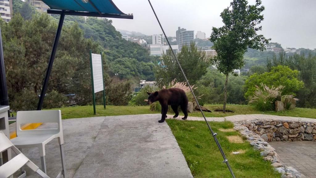 Demanda mayor protección de osos en zona urbana