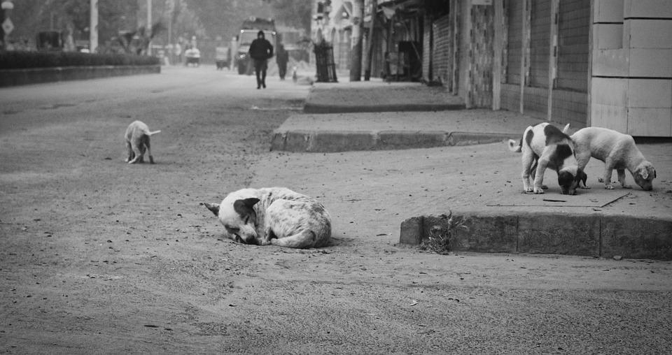 México, primer lugar en abandono de perros