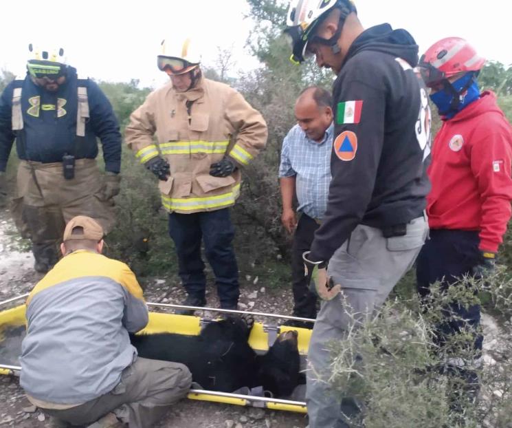 Rescatan a oso negro atropellado en El Carmen