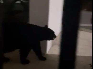 Captan a otro oso ahora caminando sobre casas al sur de Mty