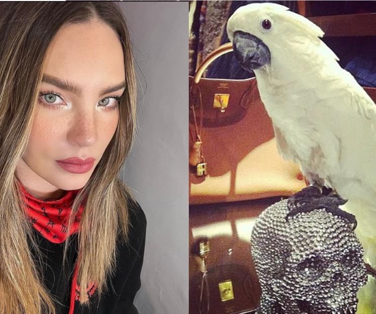 Denuncian a Belinda por tener animales exóticos