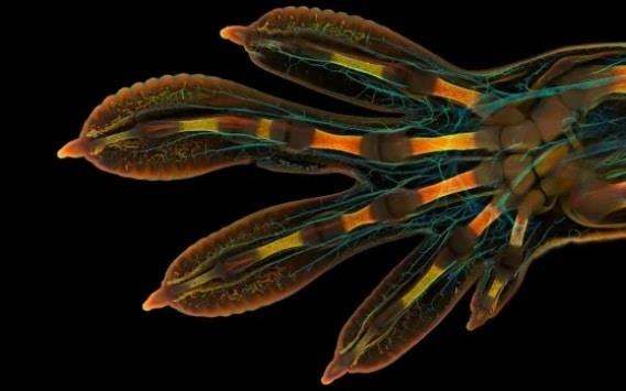 Imágenes de microscopio ganan concurso de foto