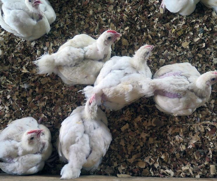 Detectan primer caso de Influenza Aviar H5N1 en México 