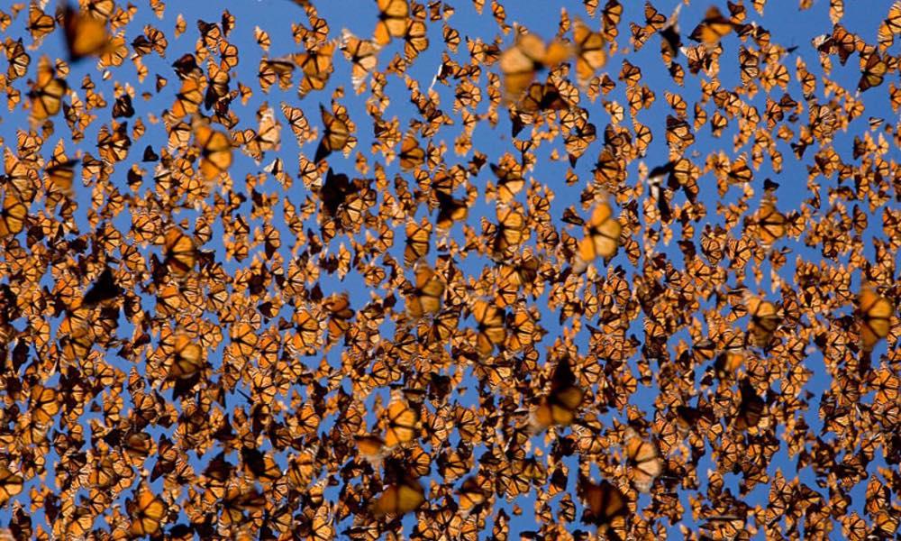 Modifica mariposa monarca su ruta migratoria