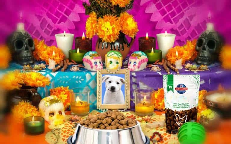 La fecha para poner la ofrenda para las mascotas