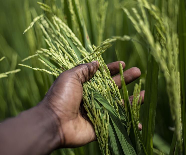 Crisis alimentaria se puede intensificar: BM