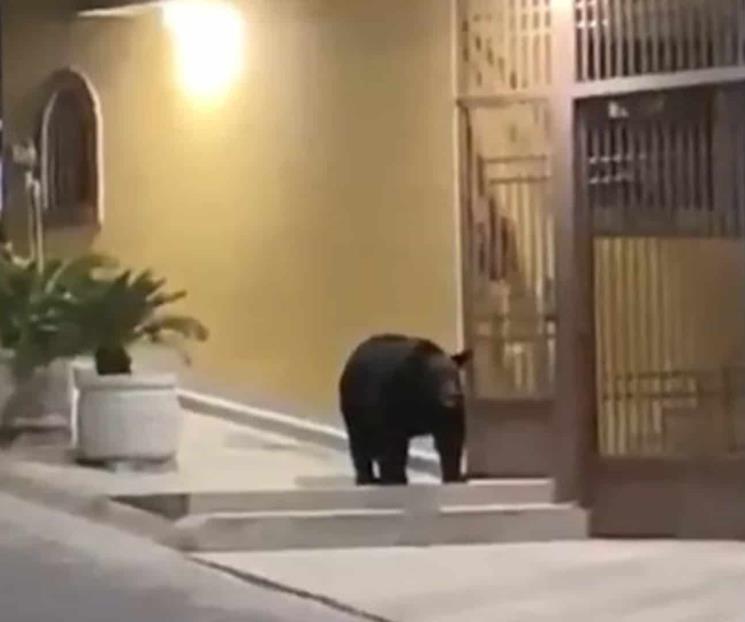 Piden protocolo sobre actuación ante el avistamiento de osos