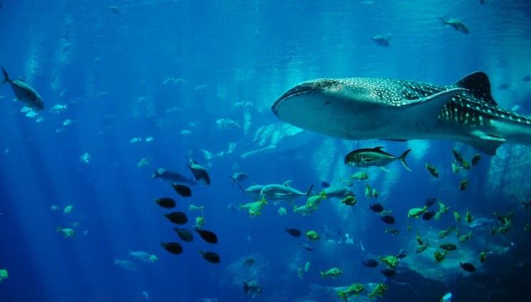 Desde el espacio, México cuidará especies marinas