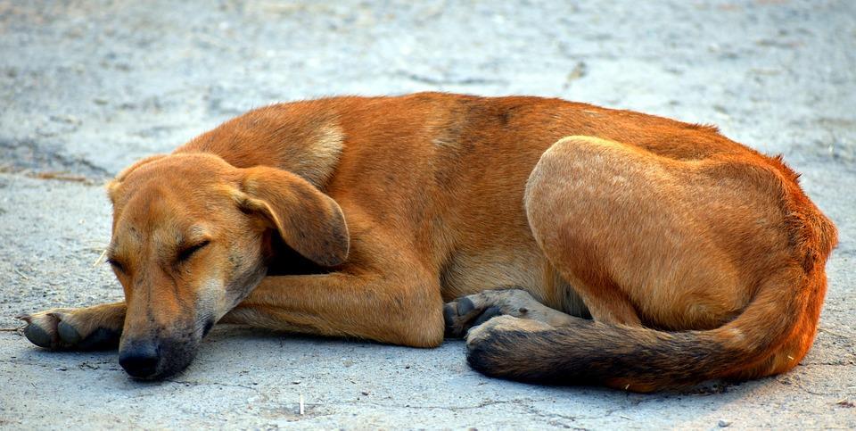 Plantean hasta 8 años de prisión por maltrato animal