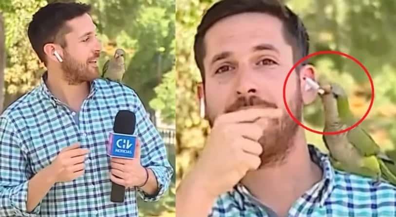 Loro asalta a periodista en plena transmisión en vivo