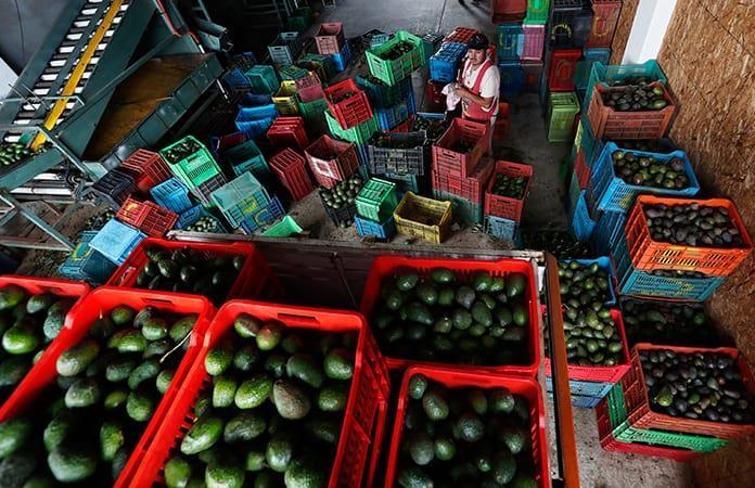 Producción de aguacate no está vinculada al narco: AMLO
