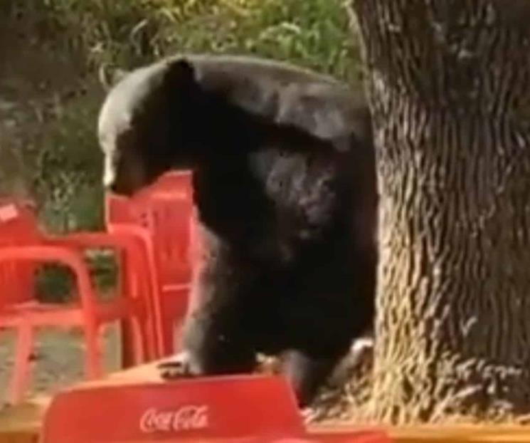 Captan a oso “bailando” en la facultad de comunicación 