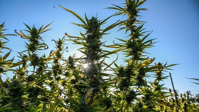 Aprueban aborto y legalizan mariguana
