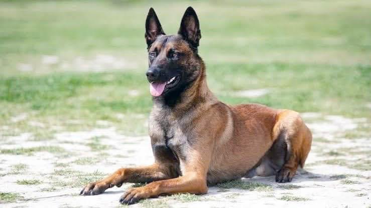 Muere niño tras ser atacado por perro