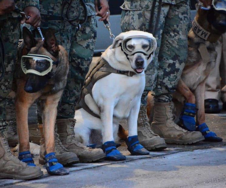 Hasta siempre Frida: fallece la perrita rescatista del 19S