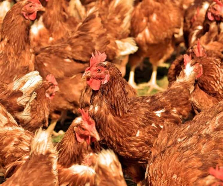 Brotes de influenza aviar no ponen en riesgo vida: AMLO