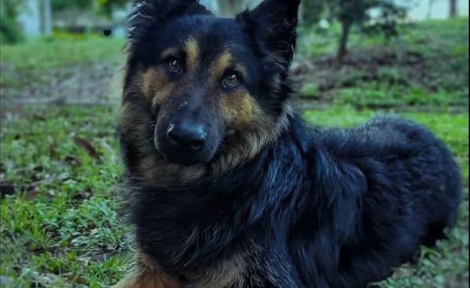 Vecinos exhiben a perro por robar tapetes