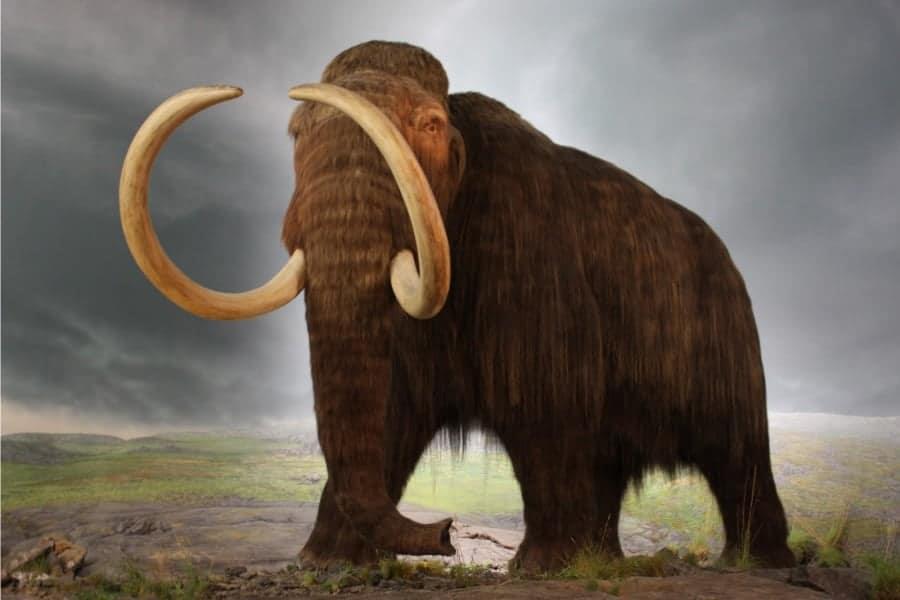 Mastodon toma la delantera como alternativa a Twitter