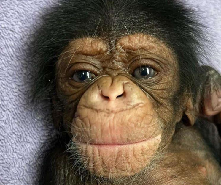 Se viraliza reacción de chimpancé con su cría en zoológico