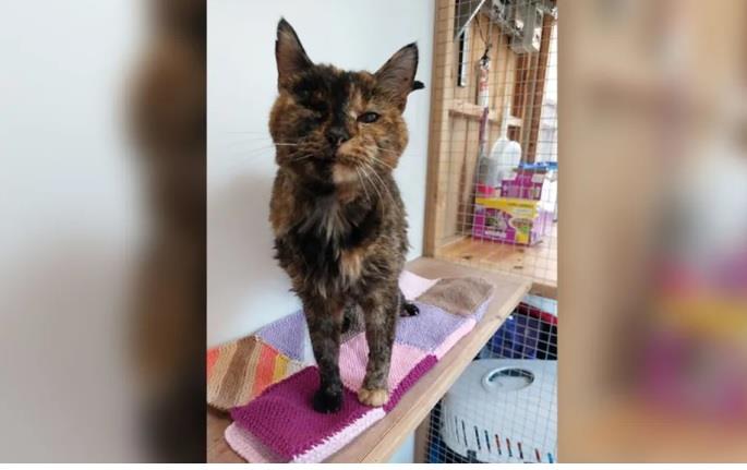 Flossie, gata de 26 años recibe récord Guinness