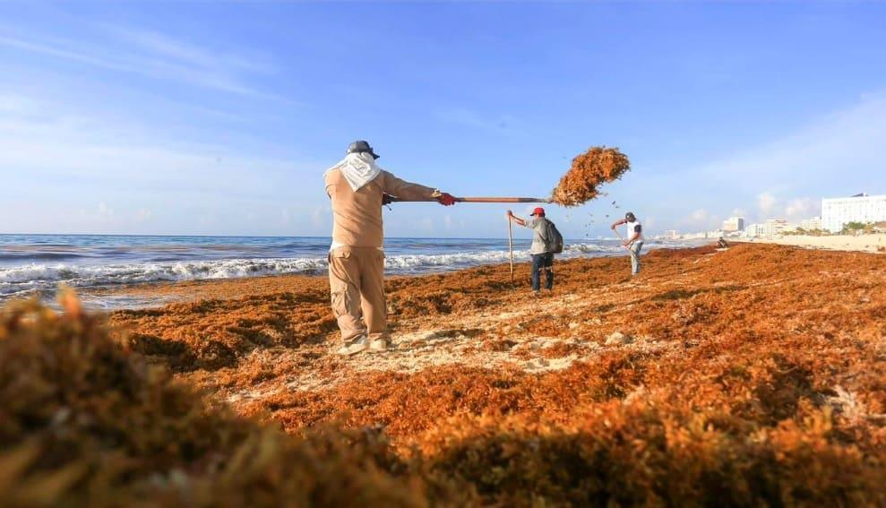Clausuran la temporada de arribo de sargazo a Quintana Roo