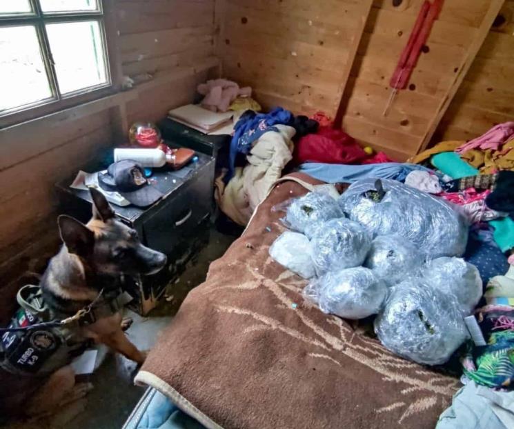 Hallan droga durante cateo a casa en Centro de Allende Hallan droga durante cateo a casa en Centro de Allende