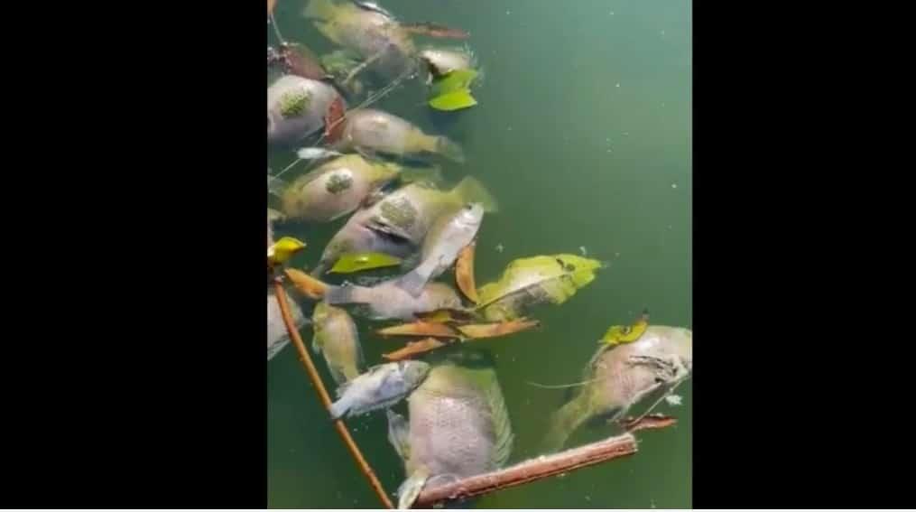 Investigan muerte masiva atípica de peces