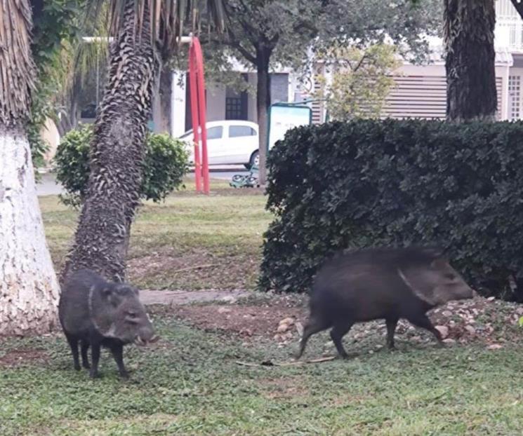 Captan a jabalíes paseando sobre la vía pública