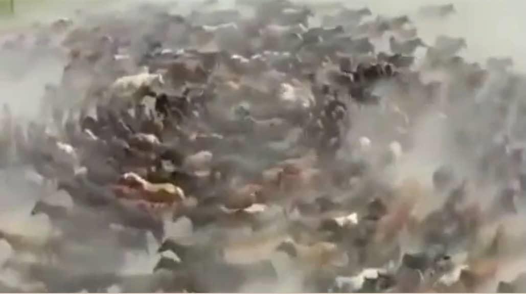 Caballos caminan en círculos en China Caballos caminan en círculos en China