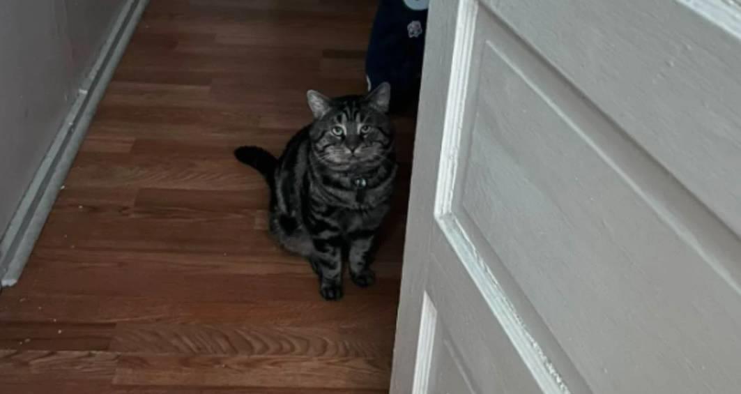 Adoptan a gato deprimido llamado Fishtoper