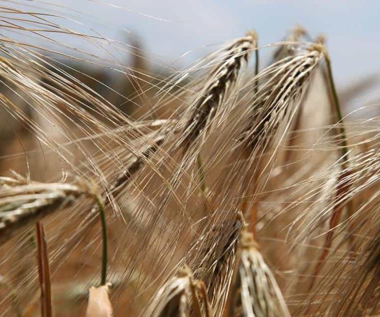 Beneficios de agregar salvado a tu alimentación